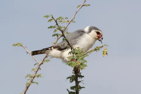 非洲侏隼
