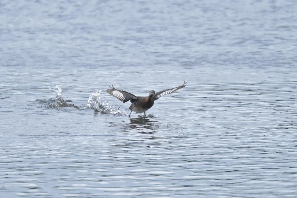 新西兰䴙䴘(Poliocephalus rufopectus)