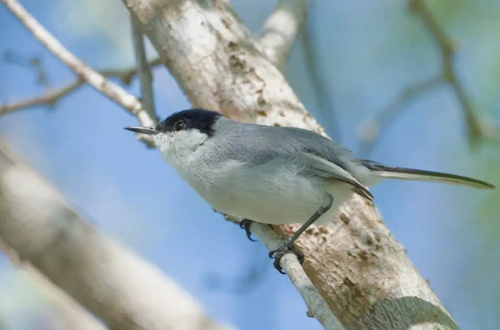 尤卡坦蚋莺(Polioptila albiventris)