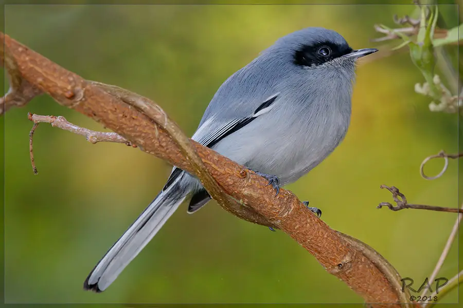 花脸蚋莺(Polioptila dumicola)