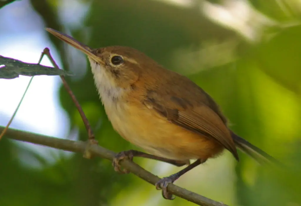 圭亚那蚋莺(Polioptila guianensis)