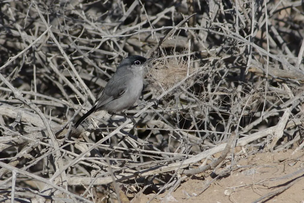 黑尾蚋莺(Polioptila melanura)