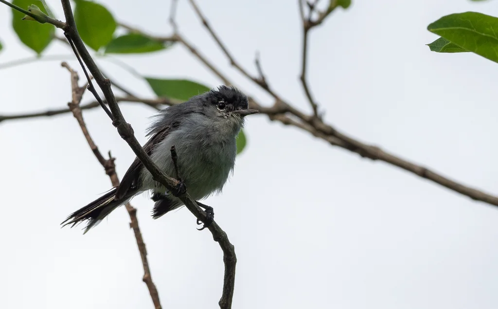 黑顶蚋莺(Polioptila nigriceps)