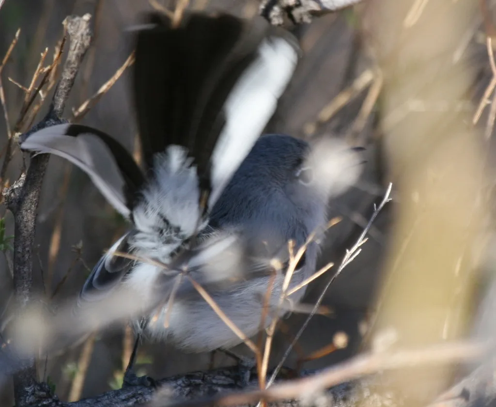 黑顶蚋莺(Polioptila nigriceps)