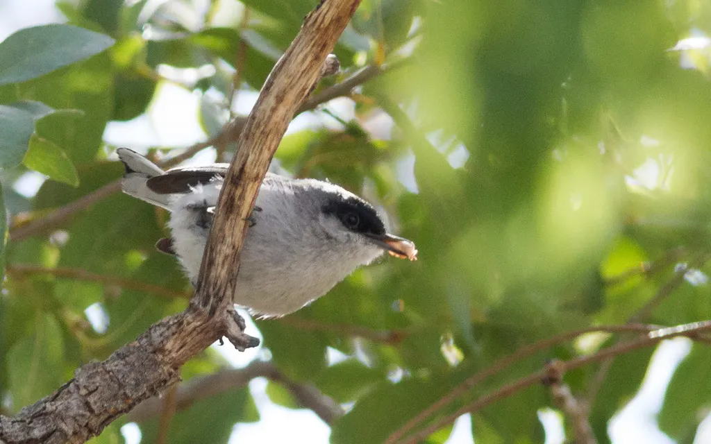 黑顶蚋莺(Polioptila nigriceps)