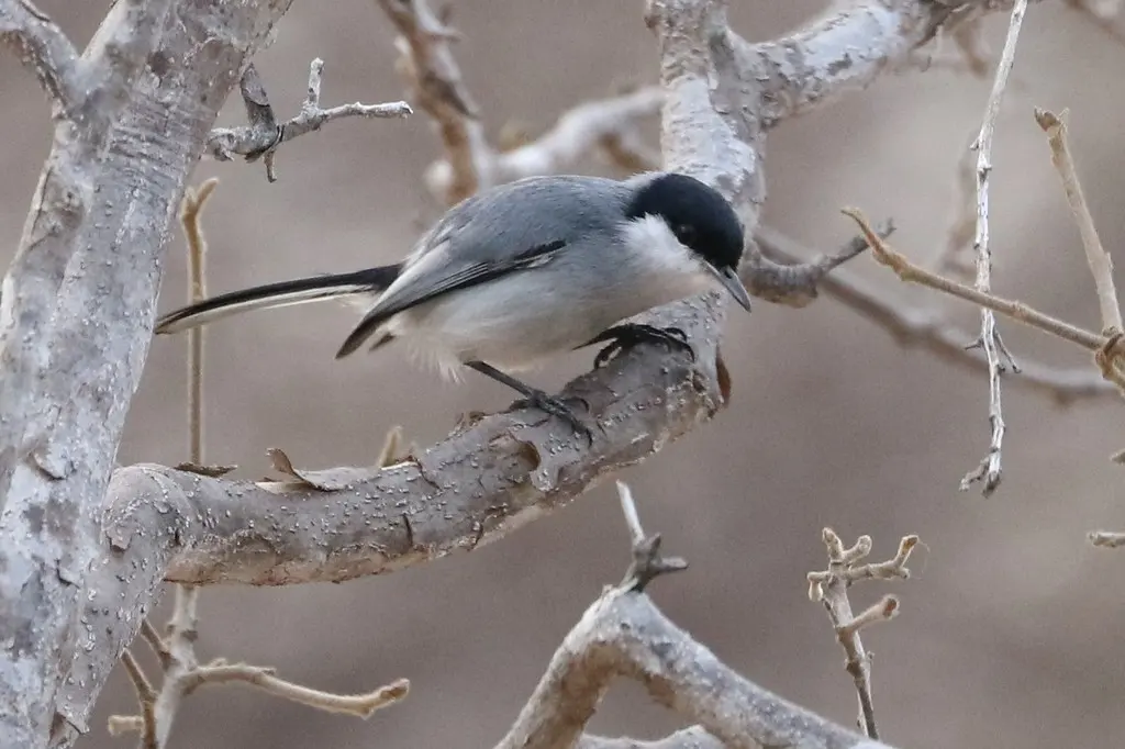 热带蚋莺(Polioptila plumbea)