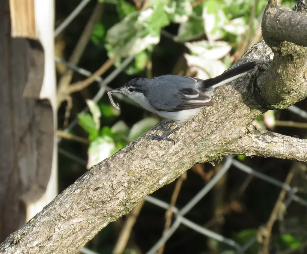 热带蚋莺(Polioptila plumbea)
