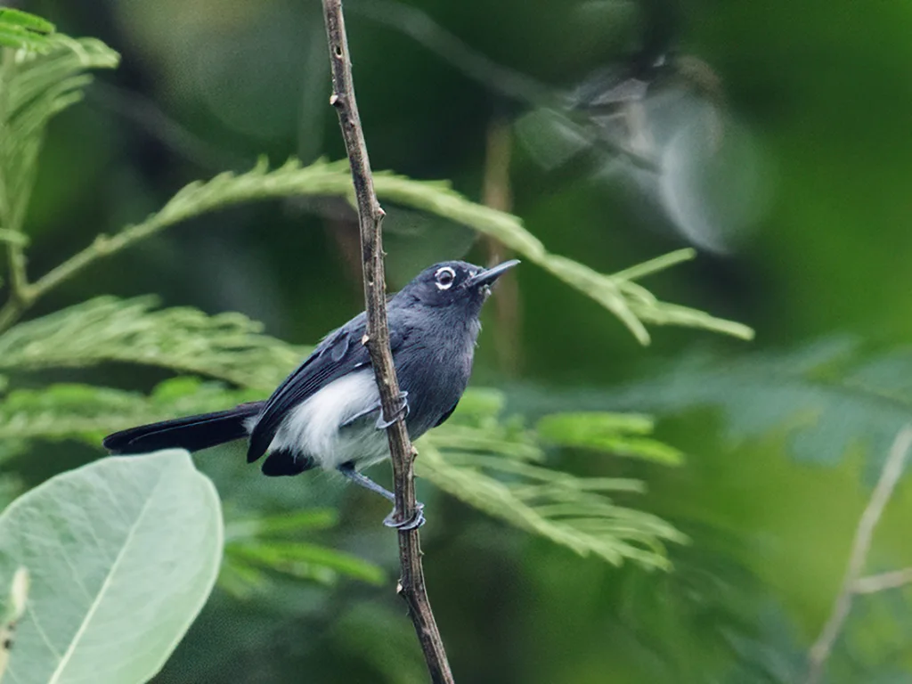 灰喉蚋莺(Polioptila schistaceigula)