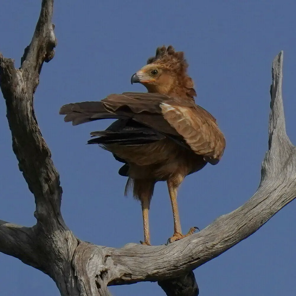 非洲鬣鹰(Polyboroides typus)