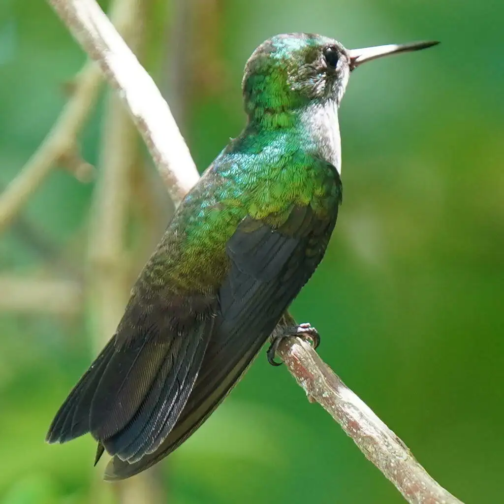 蓝胸蜂鸟(Polyerata amabilis)