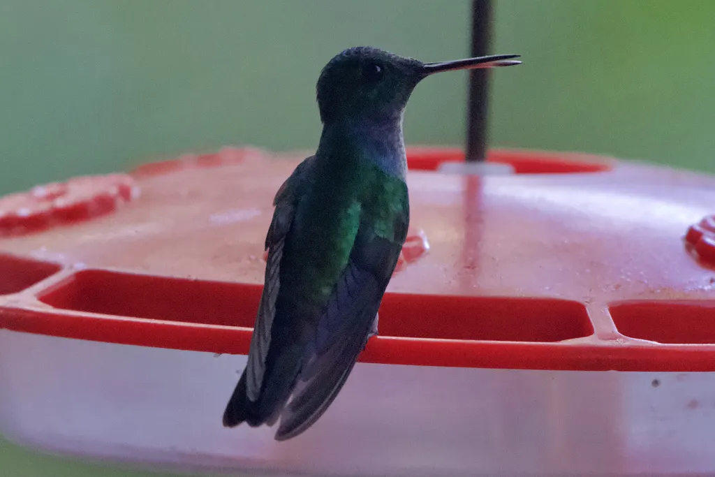 蓝胸蜂鸟(Polyerata amabilis)