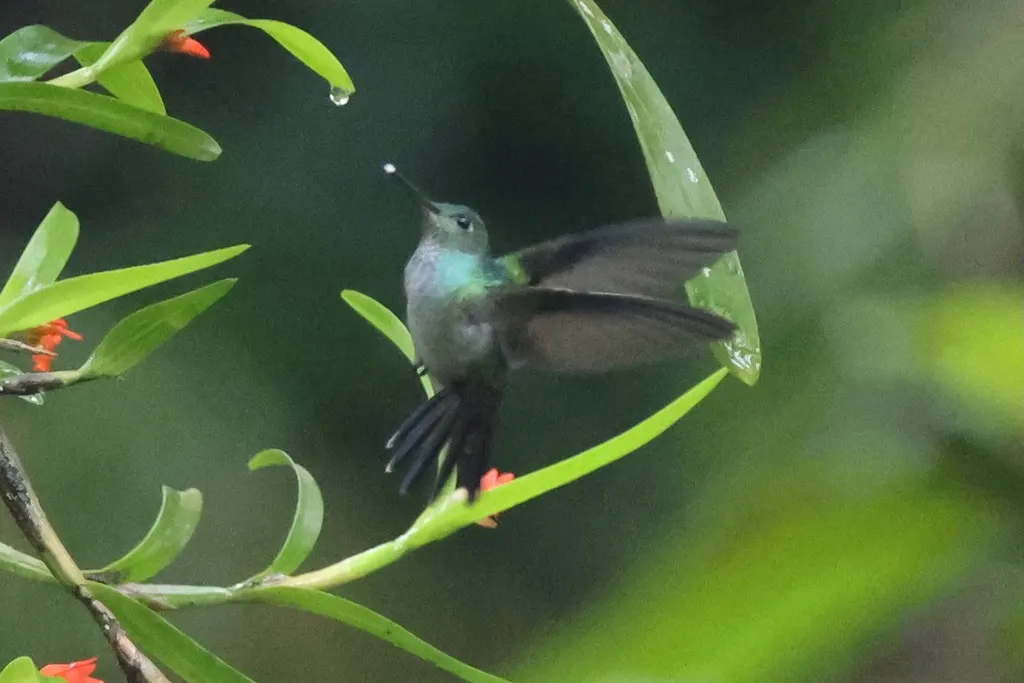 蓝胸蜂鸟(Polyerata amabilis)