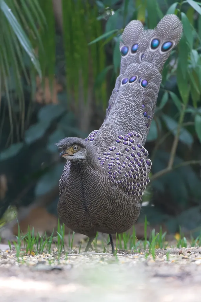 灰孔雀雉(Polyplectron bicalcaratum)