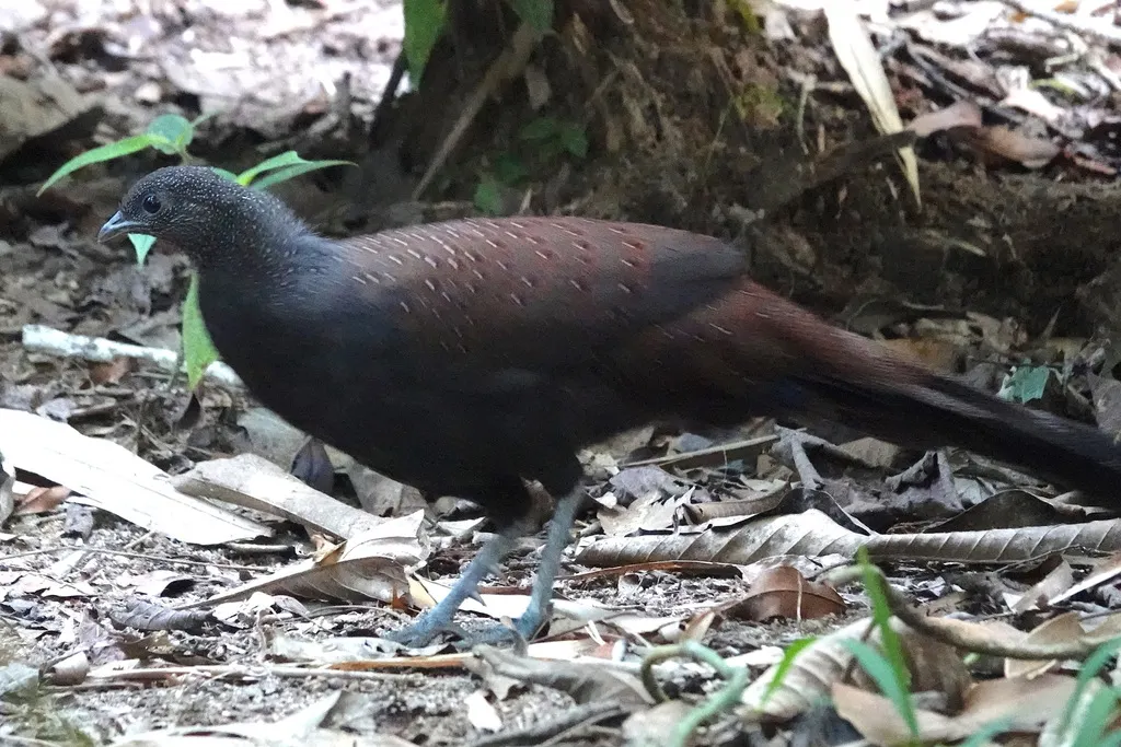 山孔雀雉(Polyplectron inopinatum)