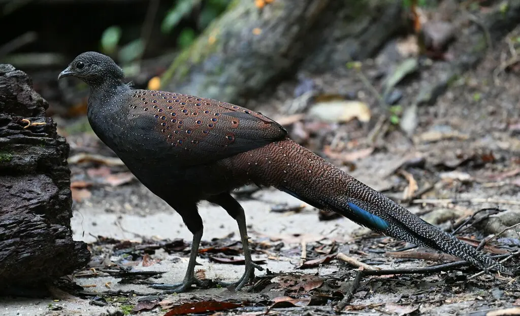 山孔雀雉(Polyplectron inopinatum)