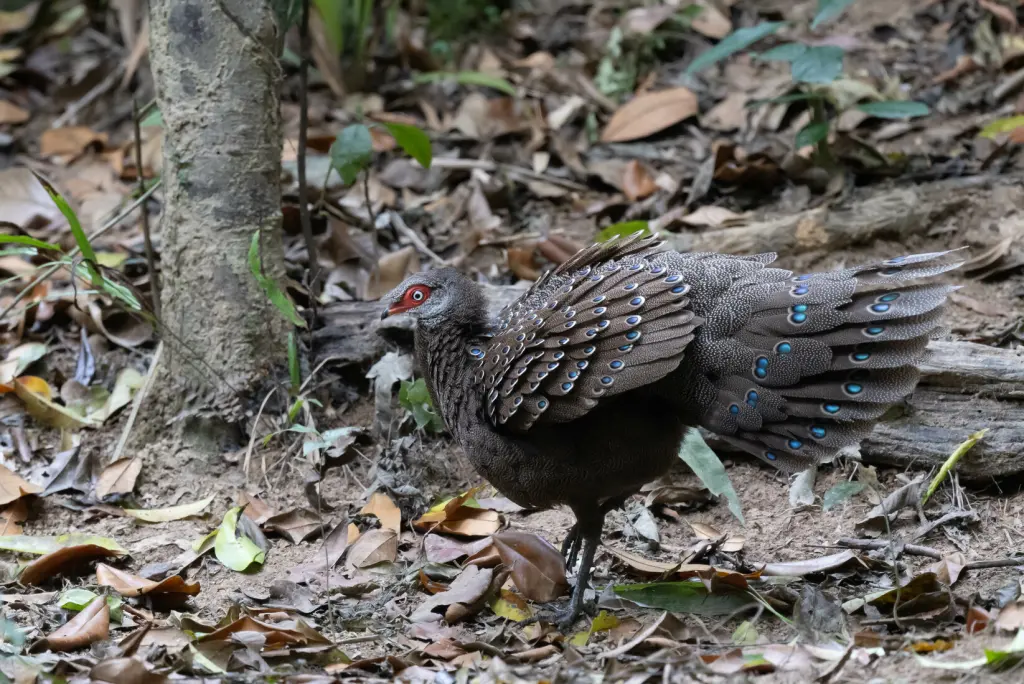 海南孔雀雉(Polyplectron katsumatae)