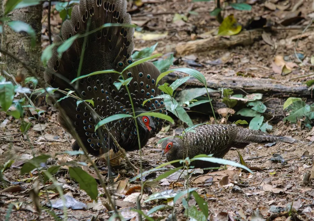 海南孔雀雉(Polyplectron katsumatae)