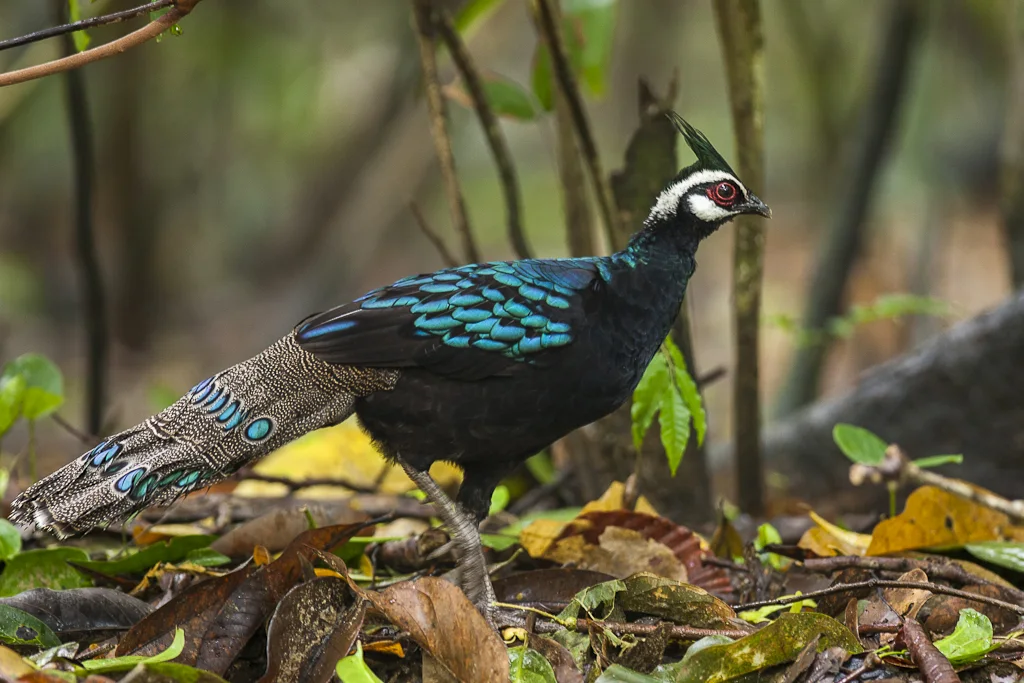 巴拉望孔雀雉(Polyplectron napoleonis)