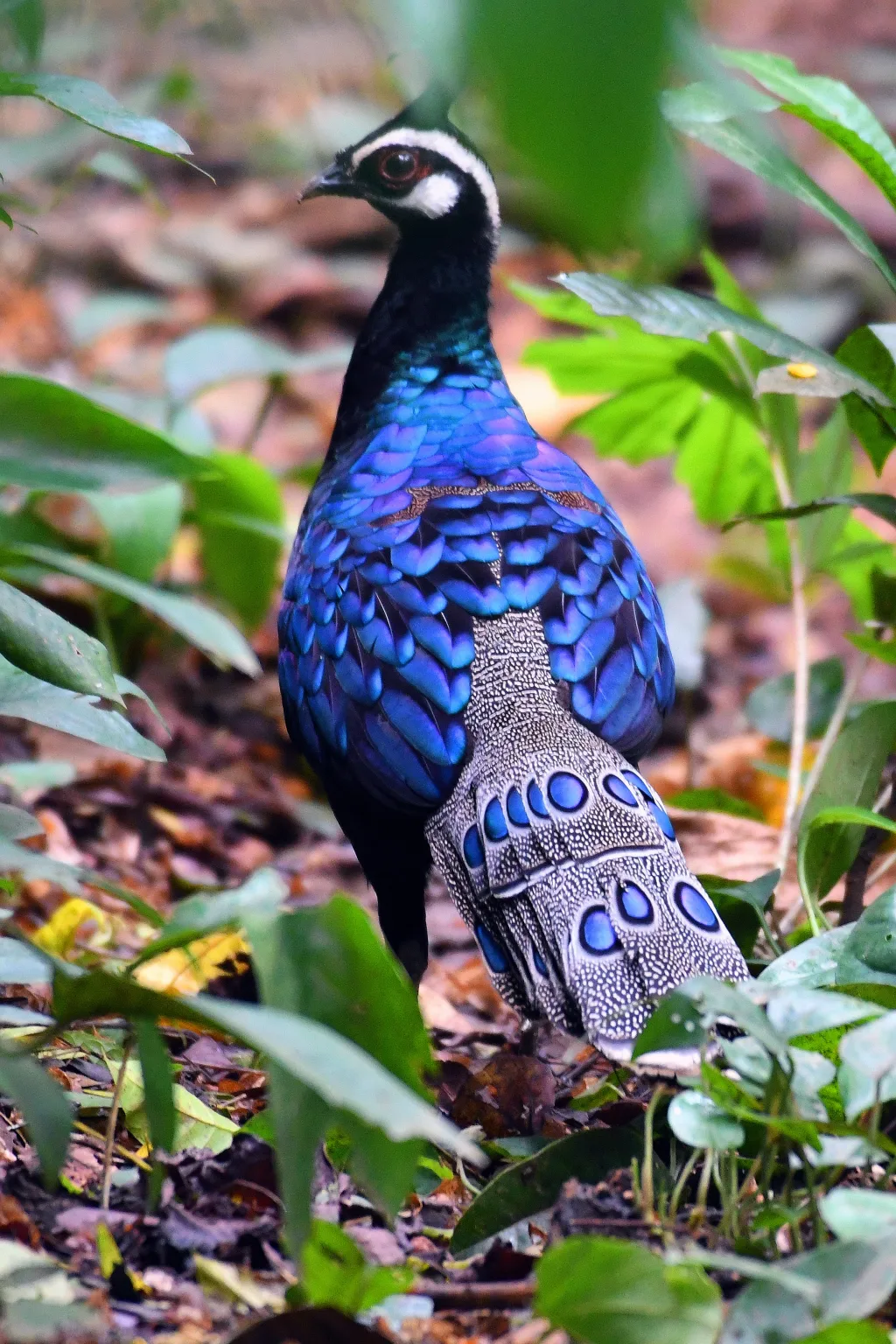 巴拉望孔雀雉(Polyplectron napoleonis)