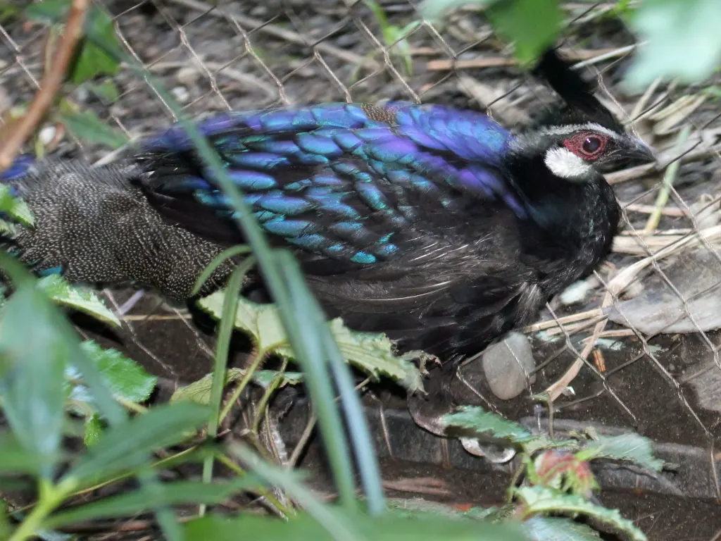 巴拉望孔雀雉(Polyplectron napoleonis)