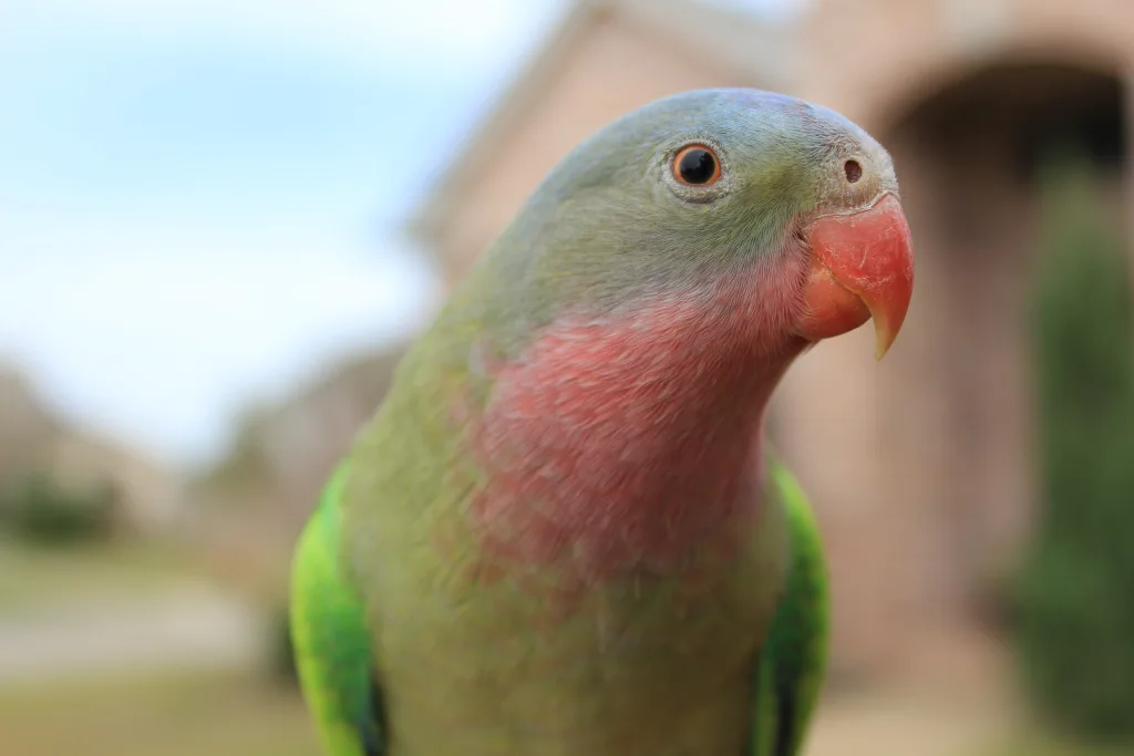 公主鹦鹉(Polytelis alexandrae)