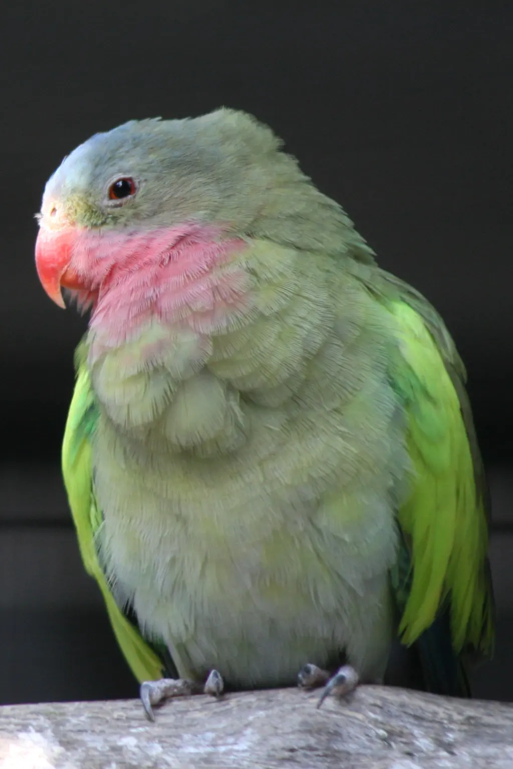 公主鹦鹉(Polytelis alexandrae)