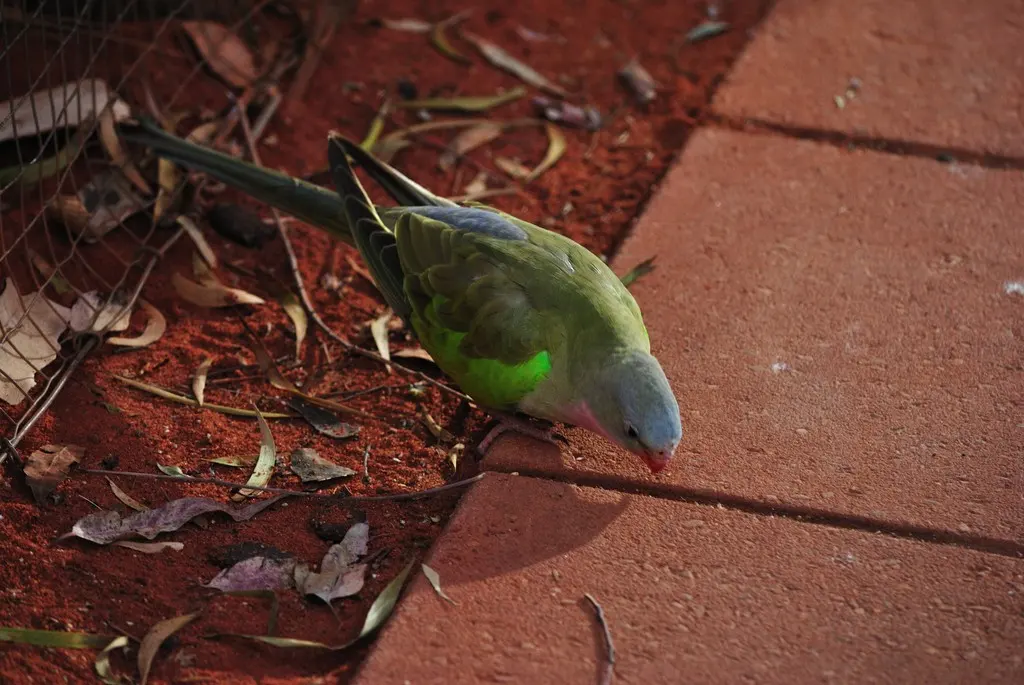 公主鹦鹉(Polytelis alexandrae)