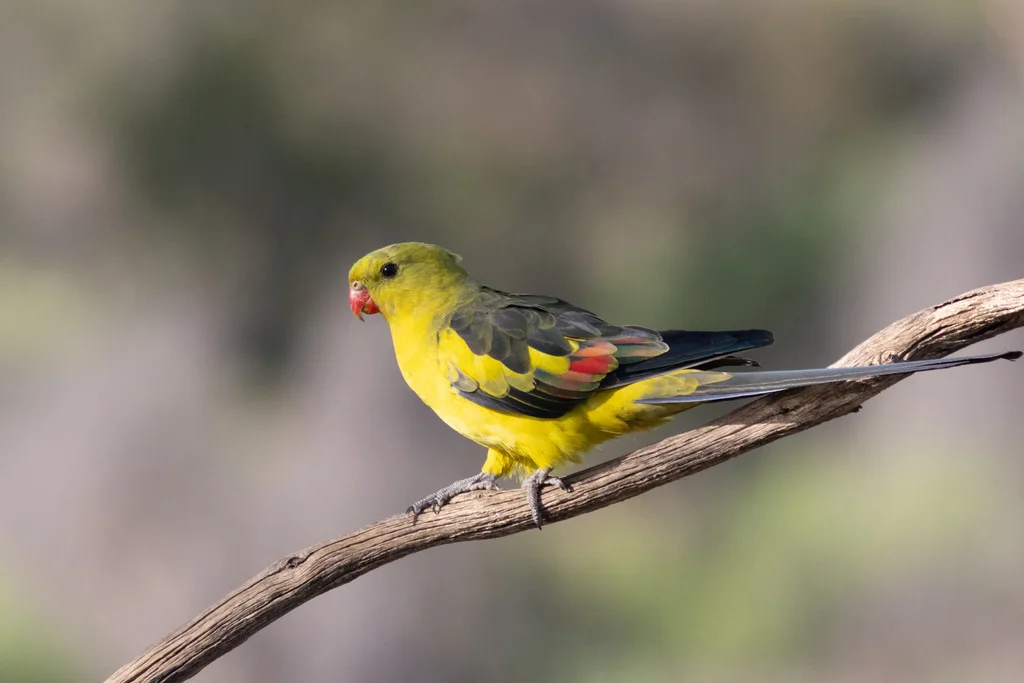 黄鹦鹉(Polytelis anthopeplus)