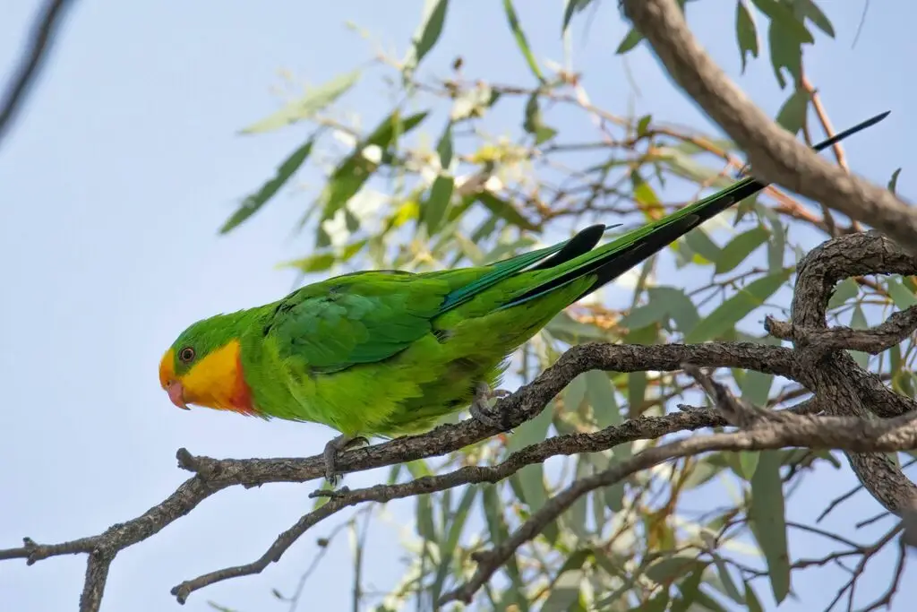 靓鹦鹉（Polytelis swainsonii）