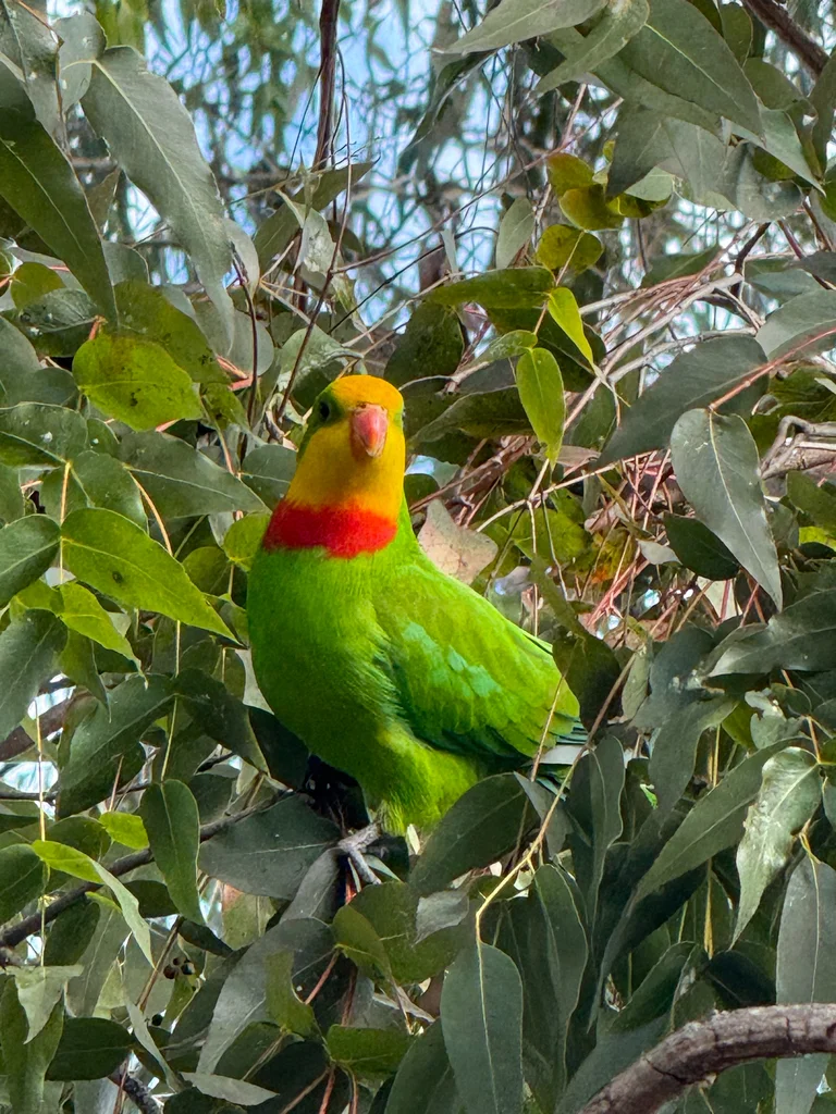 靓鹦鹉（Polytelis swainsonii）
