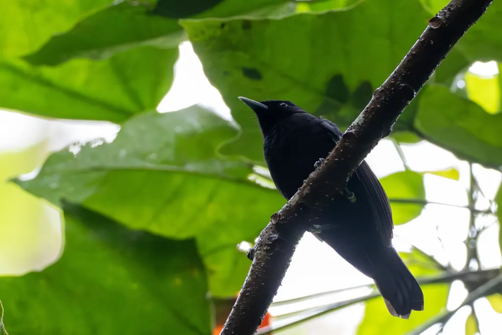 黑腹果鹟(Pomarea nigra)