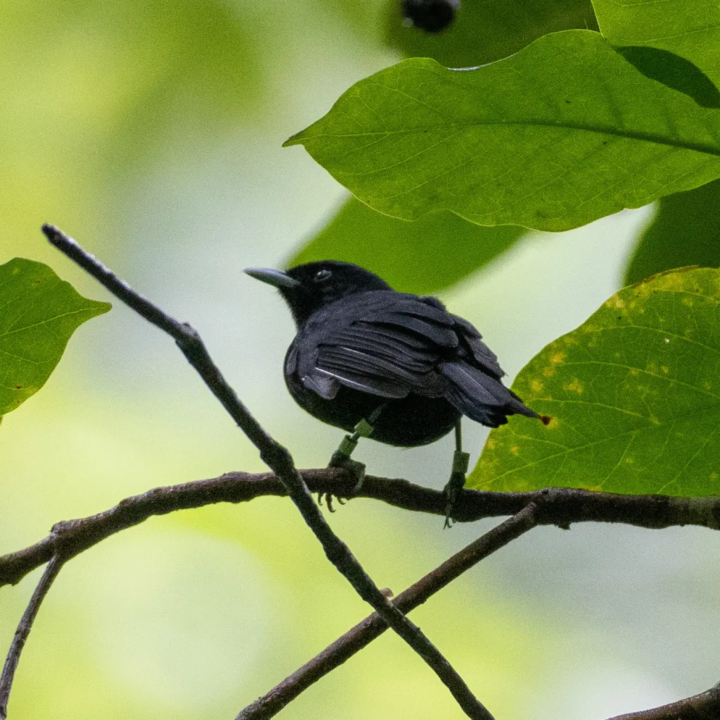 黑腹果鹟(Pomarea nigra)