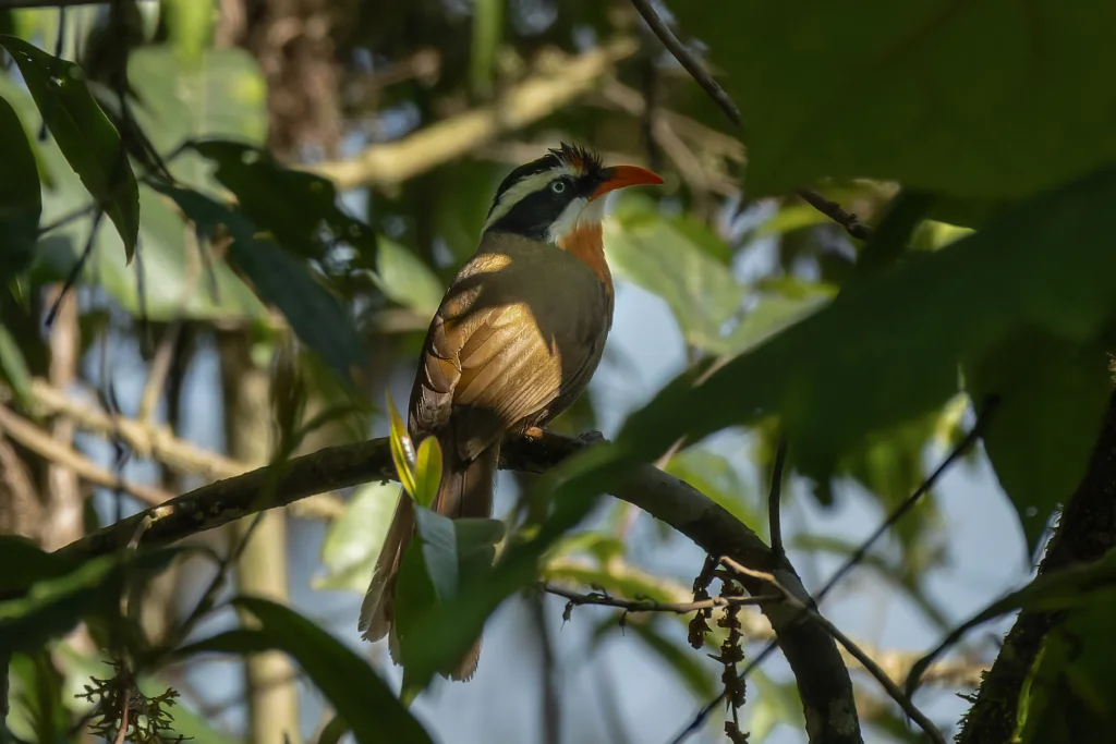 黑冠钩嘴鹛(Pomatorhinus ferruginosus)