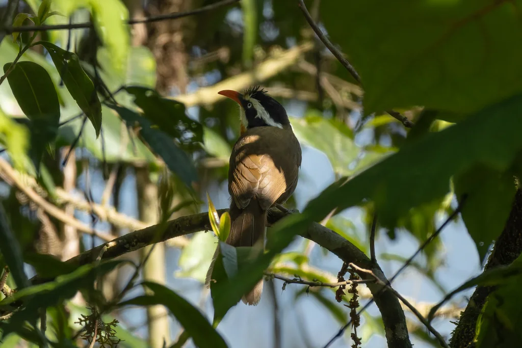 黑冠钩嘴鹛(Pomatorhinus ferruginosus)