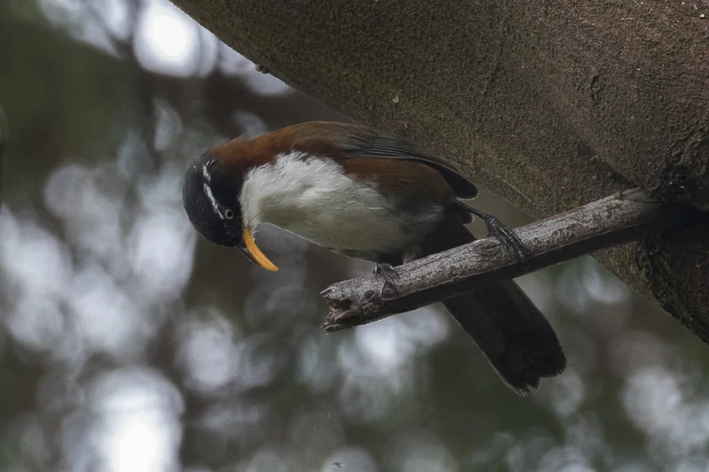 栗背钩嘴鹛(Pomatorhinus montanus)