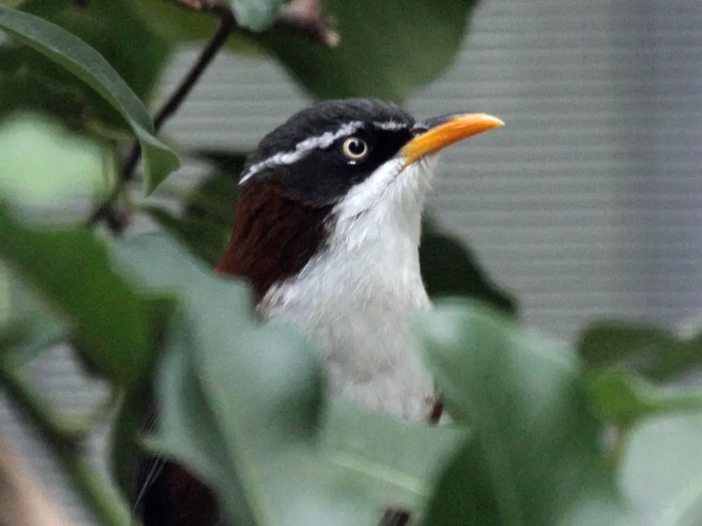 栗背钩嘴鹛(Pomatorhinus montanus)