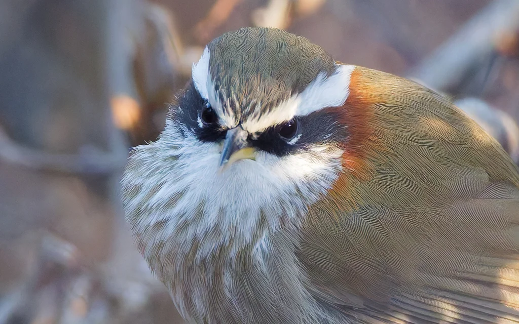 棕颈钩嘴鹛(Pomatorhinus ruficollis)