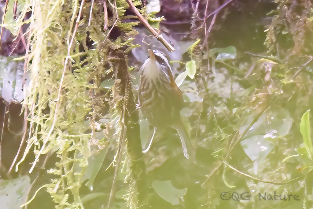 棕颈钩嘴鹛(Pomatorhinus ruficollis)