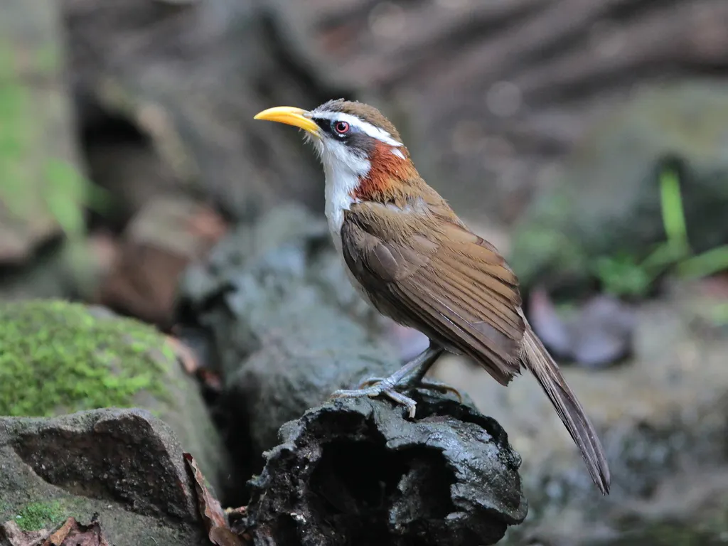 灰头钩嘴鹛(Pomatorhinus schisticeps)