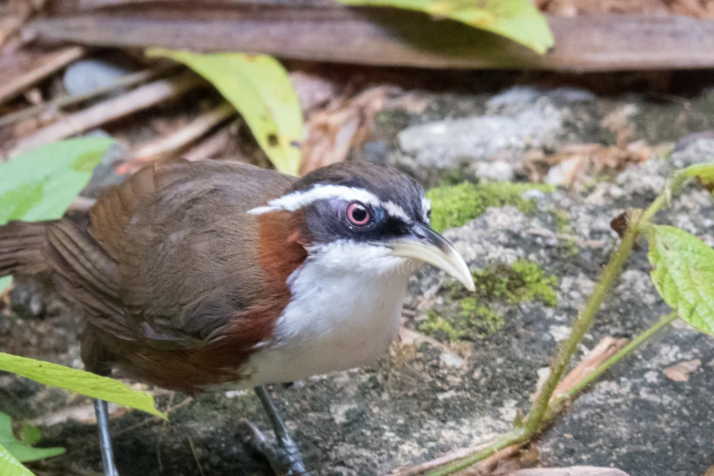 灰头钩嘴鹛(Pomatorhinus schisticeps)