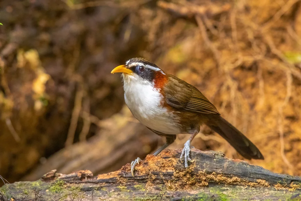 灰头钩嘴鹛(Pomatorhinus schisticeps)