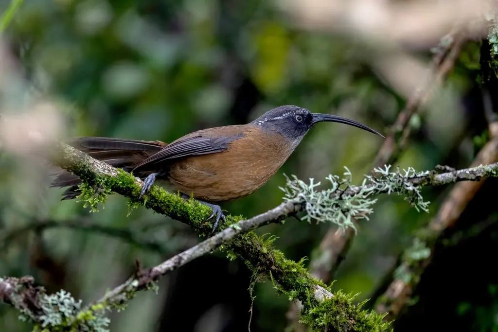 剑嘴鹛(Pomatorhinus superciliaris)
