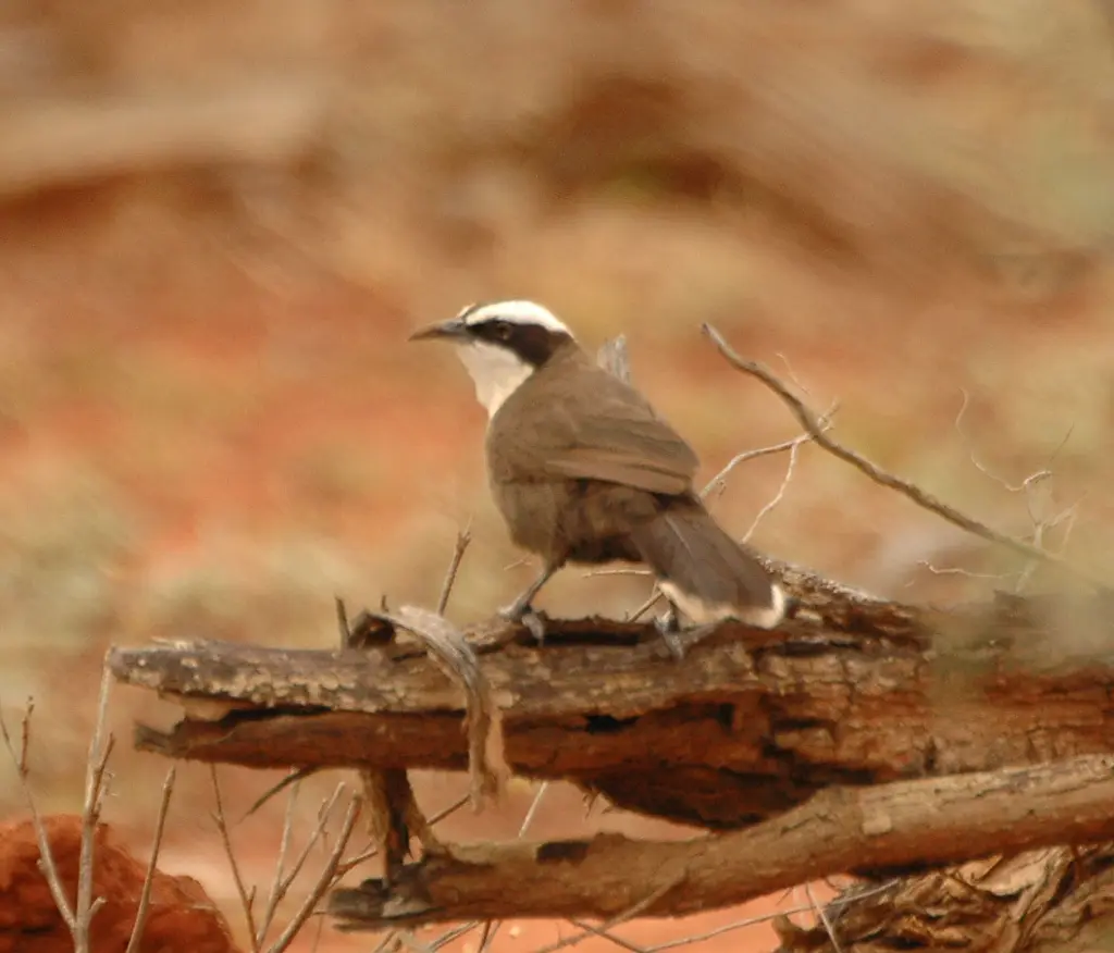 哈氏弯嘴鹛(Pomatostomus halli)