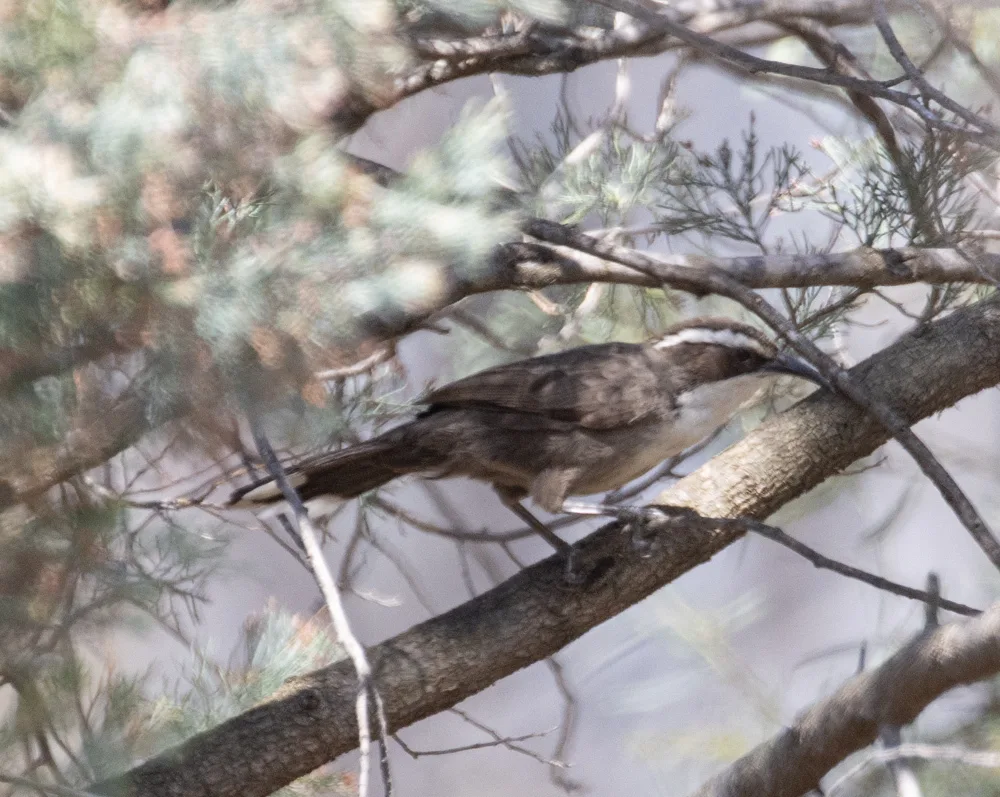 白眉弯嘴鹛(Pomatostomus superciliosus)