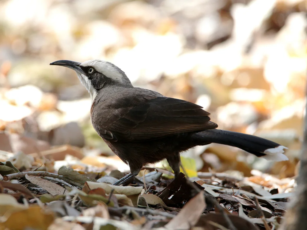 灰冠弯嘴鹛(Pomatostomus temporalis)