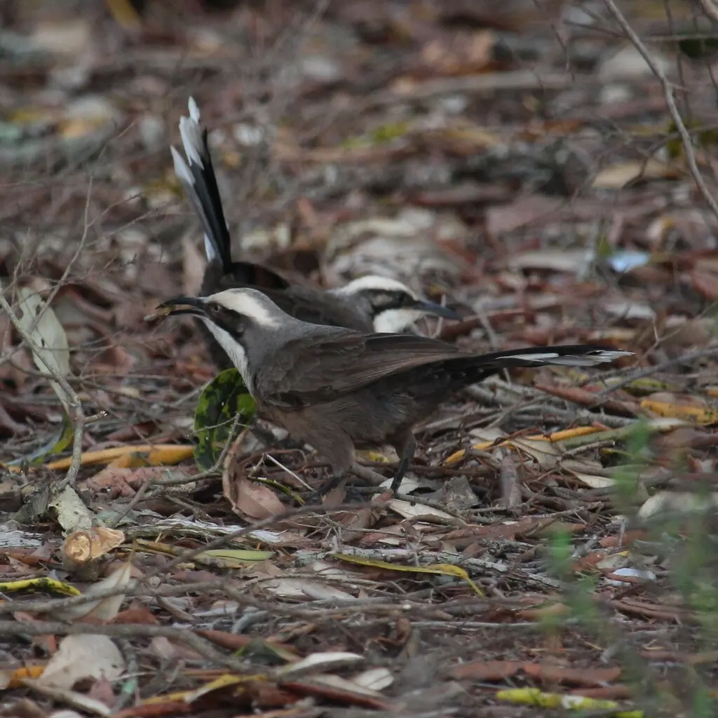 灰冠弯嘴鹛(Pomatostomus temporalis)