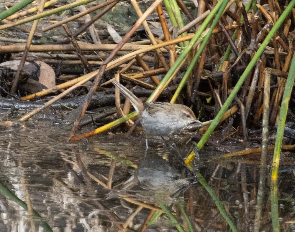 姬蝗莺(Poodytes gramineus)