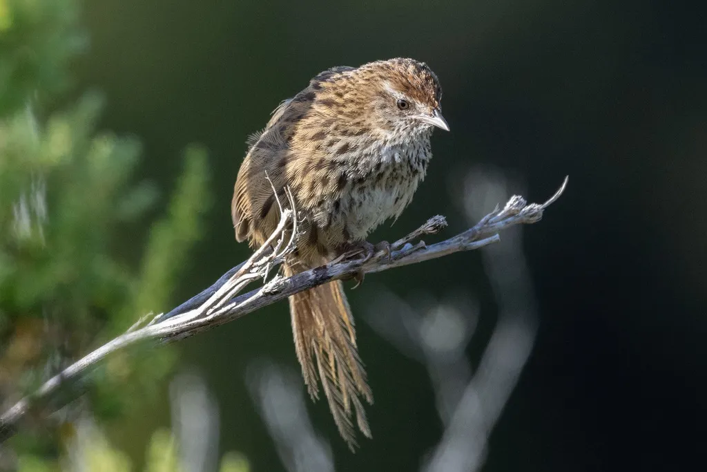 新西兰蝗莺(Poodytes punctatus)