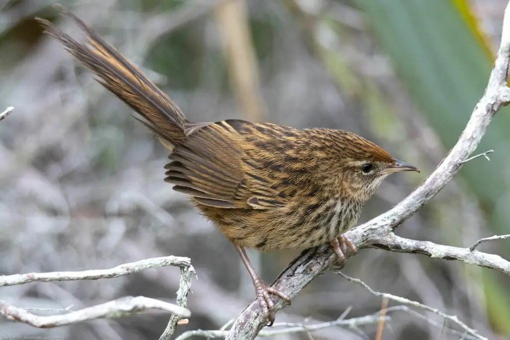 新西兰蝗莺(Poodytes punctatus)
