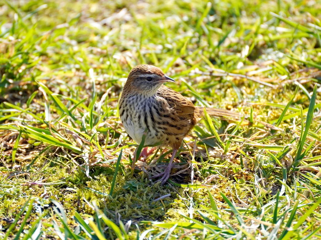 新西兰蝗莺(Poodytes punctatus)